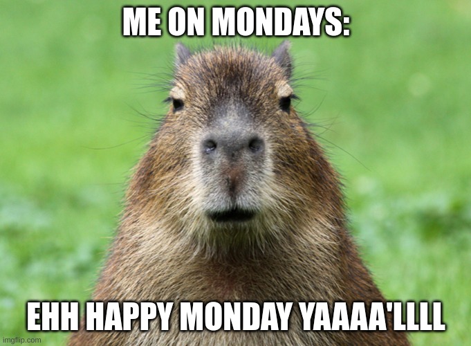 Mondays (just no) | ME ON MONDAYS:; EHH HAPPY MONDAY YAAAA'LLLL | image tagged in capybara is not amused | made w/ Imgflip meme maker