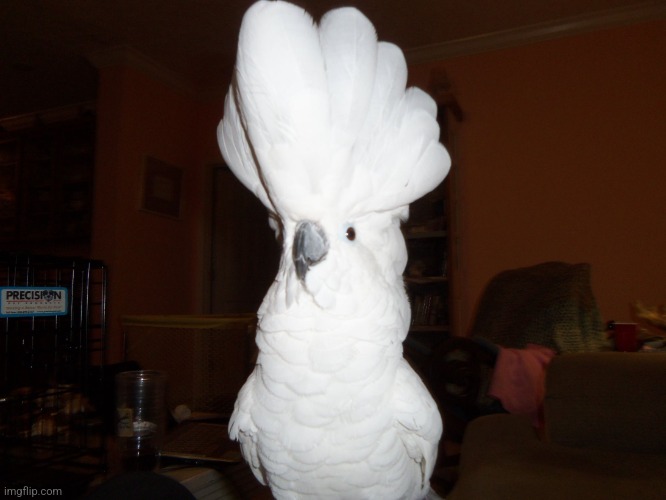 Cockatoo | image tagged in cockatoo | made w/ Imgflip meme maker