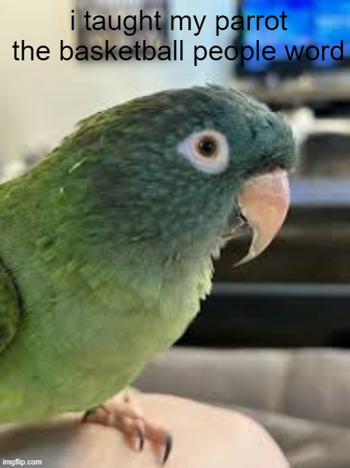 say hi vladimir | i taught my parrot the basketball people word | image tagged in say hi perry | made w/ Imgflip meme maker