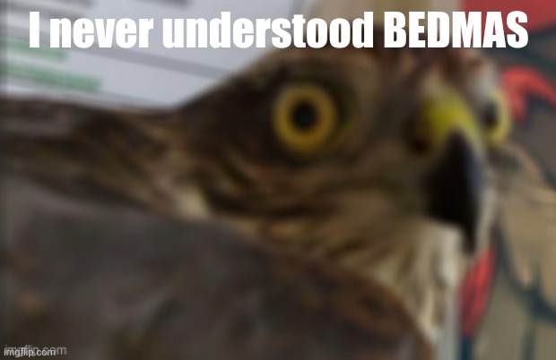 shocked bird | I never understood BEDMAS | image tagged in shocked bird | made w/ Imgflip meme maker