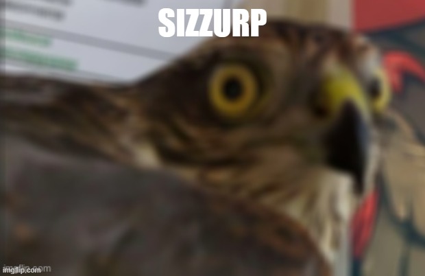 shocked bird | SIZZURP | image tagged in shocked bird | made w/ Imgflip meme maker