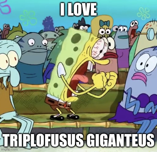 Triplofusus giganteus (search it up) | I LOVE; TRIPLOFUSUS GIGANTEUS | image tagged in i love | made w/ Imgflip meme maker