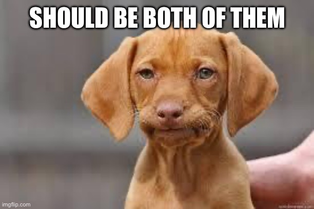 Disappointed Dog | SHOULD BE BOTH OF THEM SHOULD BE BOTH OF THEM | image tagged in disappointed dog | made w/ Imgflip meme maker