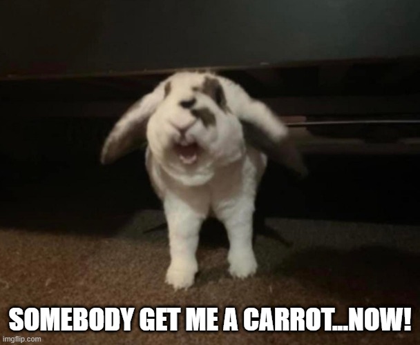 Mad Bunny | SOMEBODY GET ME A CARROT...NOW! | image tagged in bunnies | made w/ Imgflip meme maker