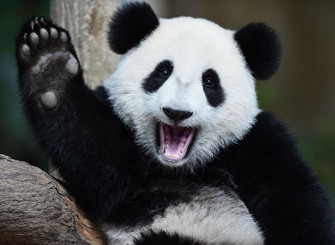 Happy Panda Blank Meme Template