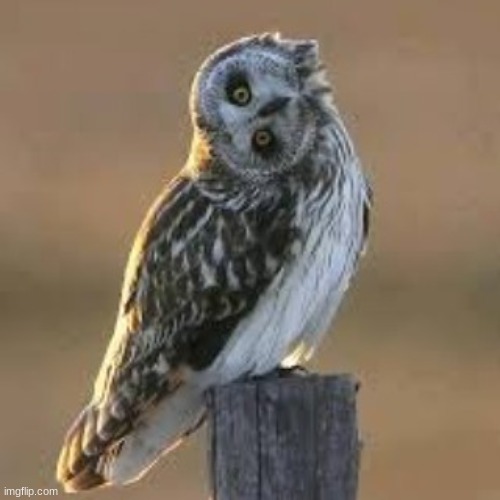 Sideways Owl | image tagged in sideways owl | made w/ Imgflip meme maker
