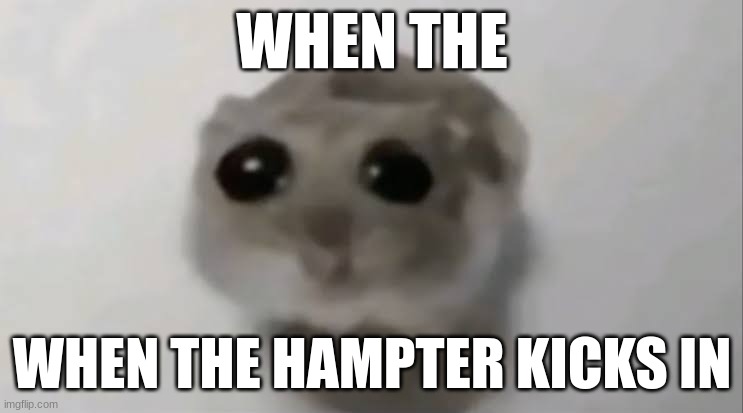 being a hamster therian is so hard i swear | WHEN THE; WHEN THE HAMPTER KICKS IN | image tagged in sad hamster,therian,otherkin,alterhuman,hamster | made w/ Imgflip meme maker