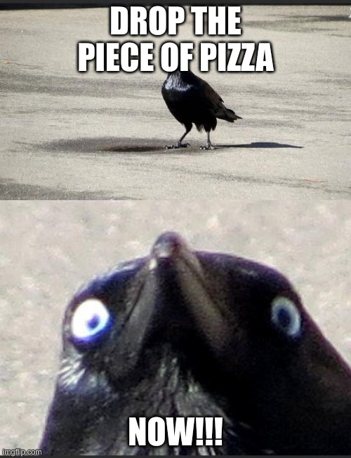insanity raven pizza | DROP THE PIECE OF PIZZA; NOW!!! | image tagged in insanity crow | made w/ Imgflip meme maker