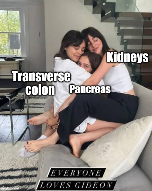 Everbody loves anatomy | Kidneys; Pancreas; Transverse colon | image tagged in anatomy | made w/ Imgflip meme maker