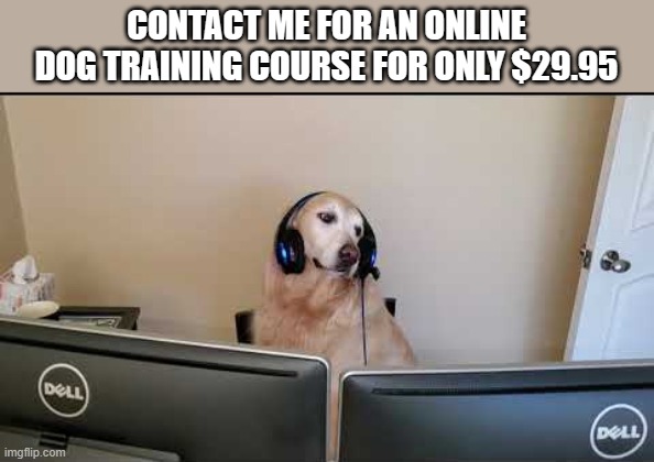 memes by Brad - Online dog training course - humor | CONTACT ME FOR AN ONLINE DOG TRAINING COURSE FOR ONLY $29.95 | image tagged in funny,gaming,online school,funny dogs,computer,humor | made w/ Imgflip meme maker