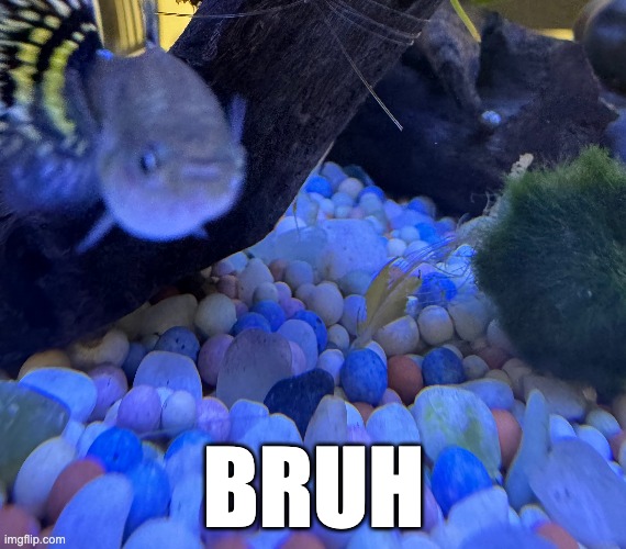 this is my fish say hi | BRUH | image tagged in bruh moment,fish | made w/ Imgflip meme maker