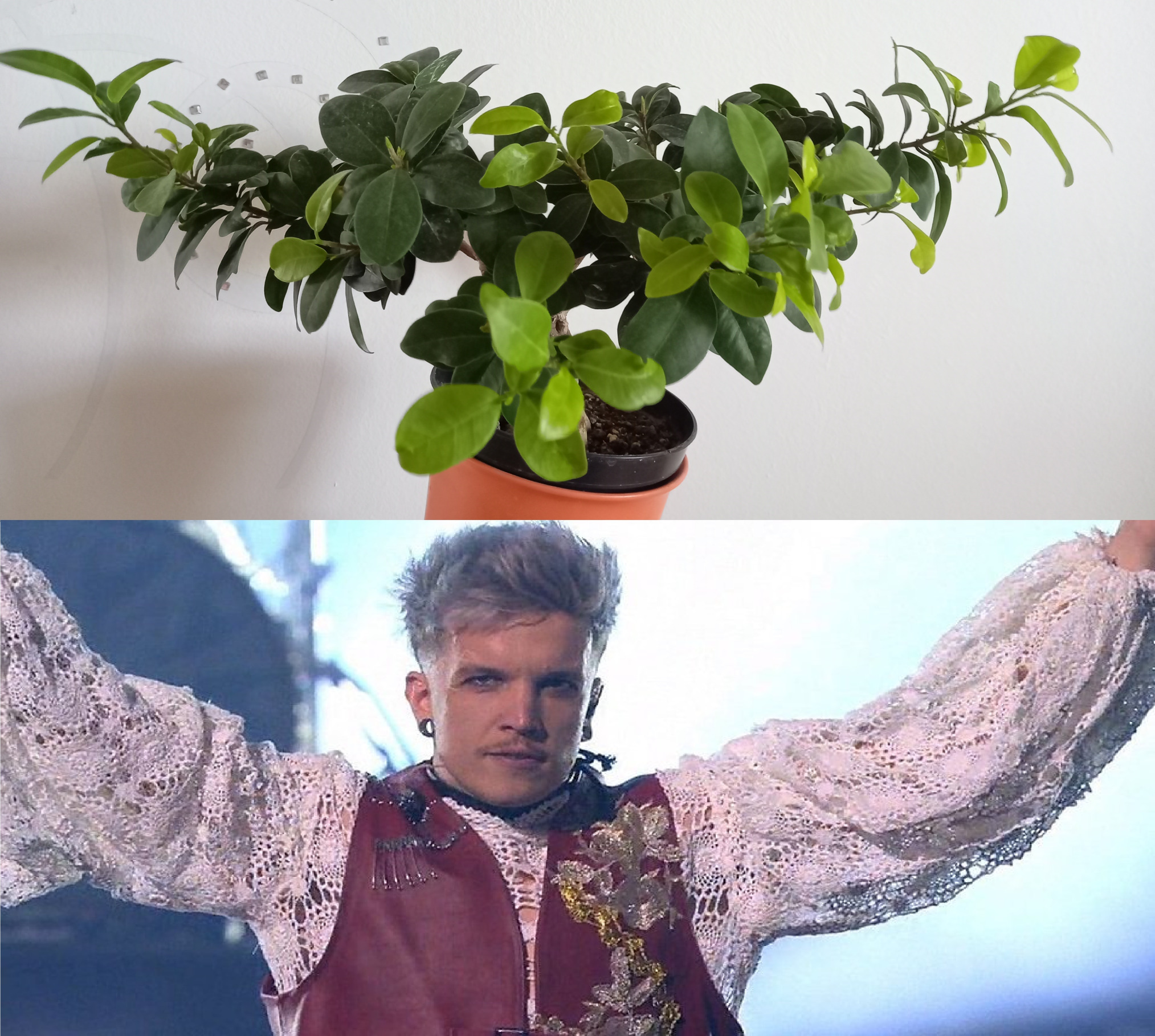 RIM TIM TAGI DIM plant Blank Meme Template