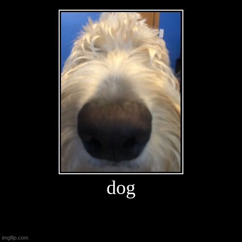 dog | | made w/ Imgflip demotivational maker