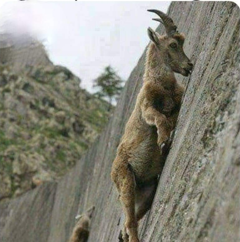 Climbing goat Blank Meme Template