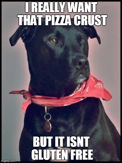 I REALLY WANT THAT PIZZA CRUST BUT IT ISNT GLUTEN FREE | image tagged in forlorn 1st world dog,AdviceAnimals | made w/ Imgflip meme maker