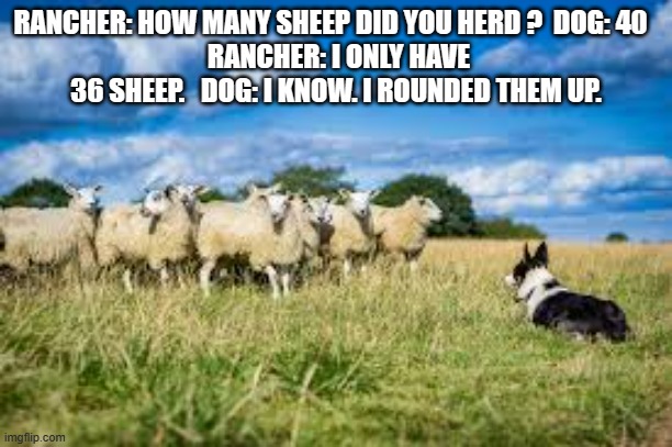 memes by Brad - my dog rounded up my sheep - humor | RANCHER: HOW MANY SHEEP DID YOU HERD ?  DOG: 40  
 RANCHER: I ONLY HAVE 36 SHEEP.   DOG: I KNOW. I ROUNDED THEM UP. | image tagged in funny,fun,counting,dogs,math,humor | made w/ Imgflip meme maker