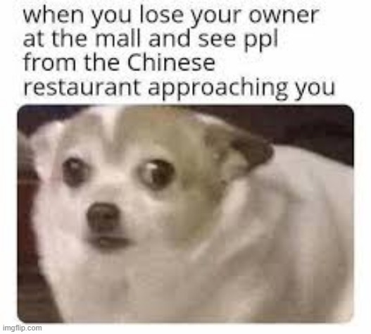 Tittle | image tagged in dog | made w/ Imgflip meme maker