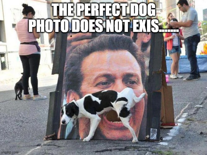 Perfect Dog Photo | THE PERFECT DOG PHOTO DOES NOT EXIS....... | image tagged in dogs | made w/ Imgflip meme maker