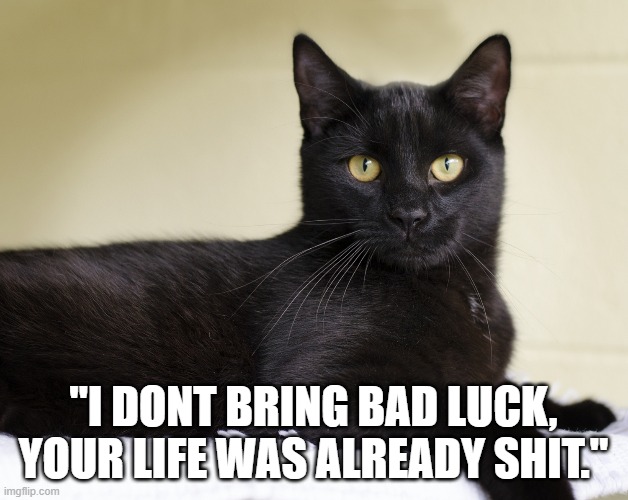 Black Cat Luck | "I DONT BRING BAD LUCK, YOUR LIFE WAS ALREADY SHIT." | image tagged in smiling cat,funny memes | made w/ Imgflip meme maker