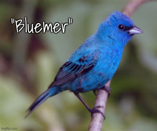 You’re a Boomer…. I’m a | “Bluemer” | image tagged in memes,birds n bees,flowers n trees,gods creation,all good things,obviously not leftists progressives fjb voters | made w/ Imgflip meme maker
