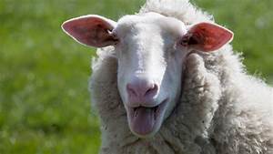 flock Joe Blank Meme Template