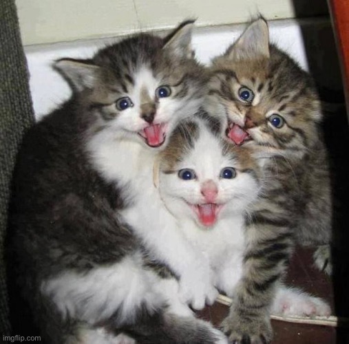 Happy kittens  | image tagged in happy kittens | made w/ Imgflip meme maker