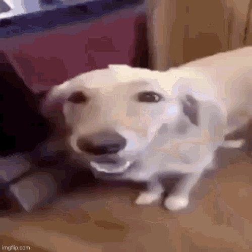 Butterdog | image tagged in butterdog | made w/ Imgflip meme maker