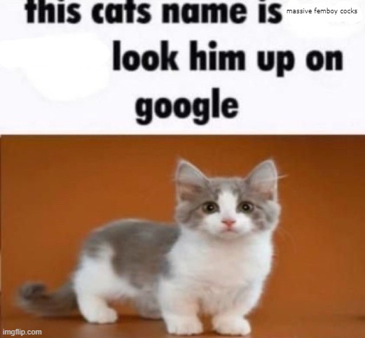 this cats name is x look him up on google | massive femboy cocks | image tagged in this cats name is x look him up on google | made w/ Imgflip meme maker