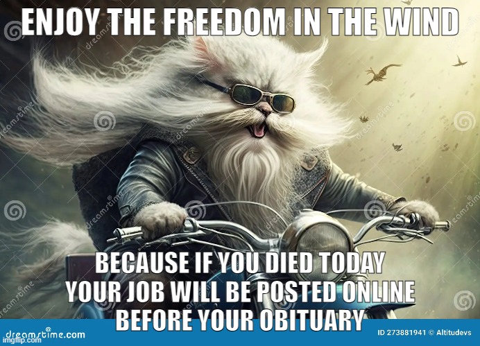 cat riding motorcycle | ENJOY THE FREEDOM IN THE WIND; BECAUSE IF YOU DIED TODAY
YOUR JOB WILL BE POSTED ONLINE
BEFORE YOUR OBITUARY | image tagged in cat | made w/ Imgflip meme maker