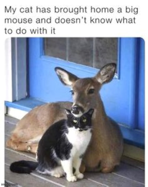 Cat Dilemma (not mine - but I LIKE it) | image tagged in cats | made w/ Imgflip meme maker