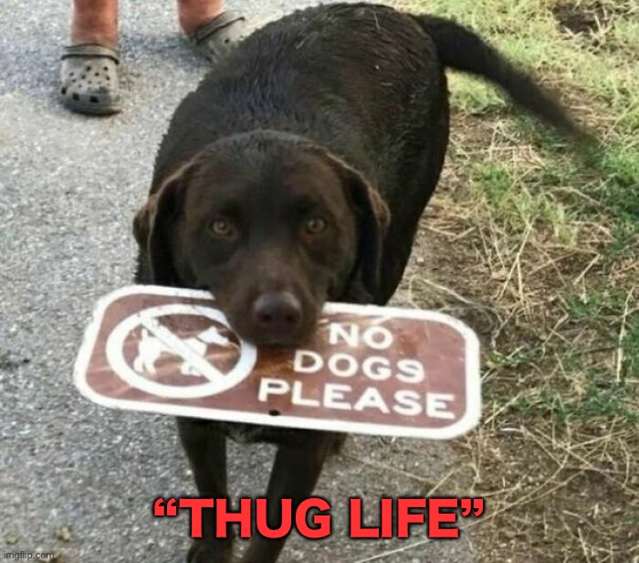 thug life | “THUG LIFE” | image tagged in memes,dogs,thug life | made w/ Imgflip meme maker