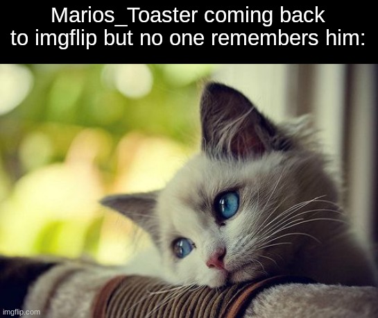 First World Problems Cat Meme | Marios_Toaster coming back to imgflip but no one remembers him: | image tagged in memes,first world problems cat | made w/ Imgflip meme maker