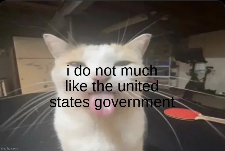BLEHH cat | i do not much like the united states government | made w/ Imgflip meme maker