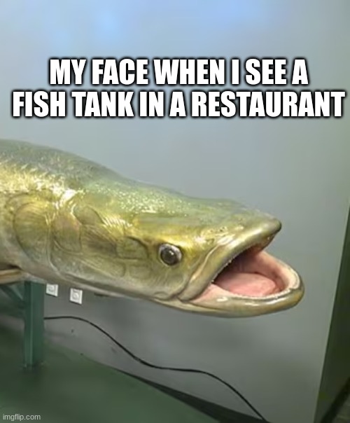 It brings me joy | MY FACE WHEN I SEE A FISH TANK IN A RESTAURANT | image tagged in fish | made w/ Imgflip meme maker