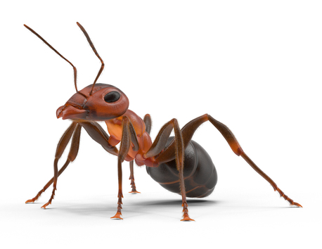 ant Blank Meme Template