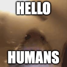 big | HELLO; HUMANS | image tagged in hampter | made w/ Imgflip meme maker