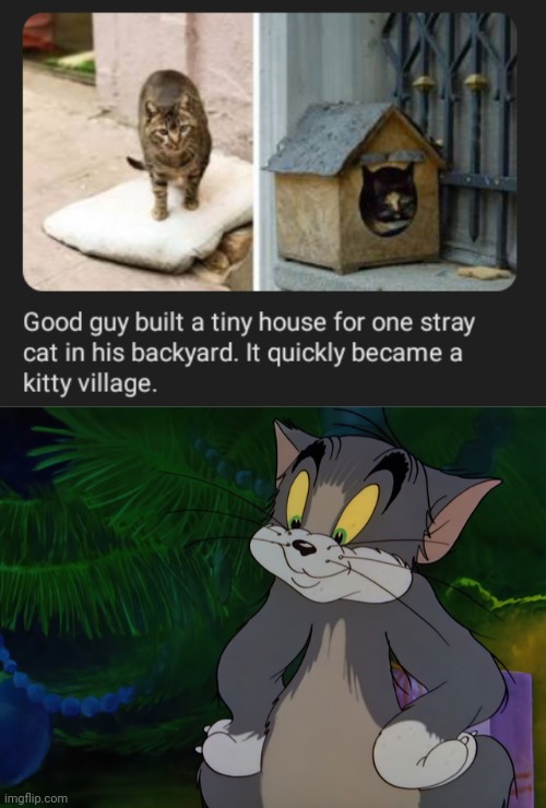 Kitty village | image tagged in tom,cats,cat,memes,kitty,village | made w/ Imgflip meme maker