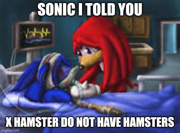 sonic i told you | SONIC I TOLD YOU; X HAMSTER DO NOT HAVE HAMSTERS | image tagged in sonic i told you | made w/ Imgflip meme maker