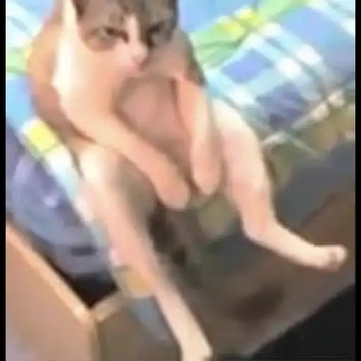 kucing malas Blank Meme Template