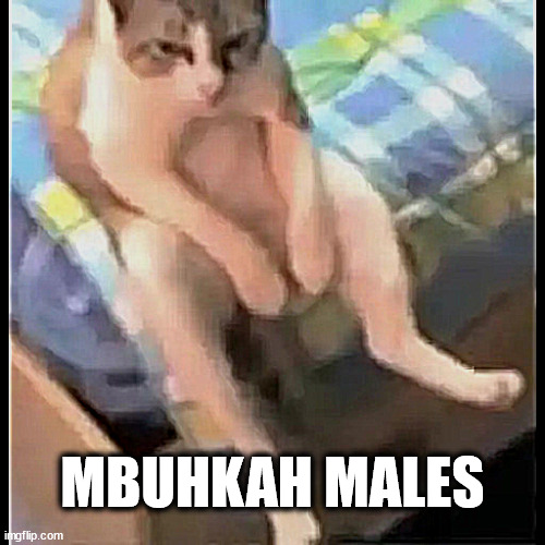 kucing malas di kasur dapet dari grup WA random hehe | MBUHKAH MALES | image tagged in kucing malas | made w/ Imgflip meme maker