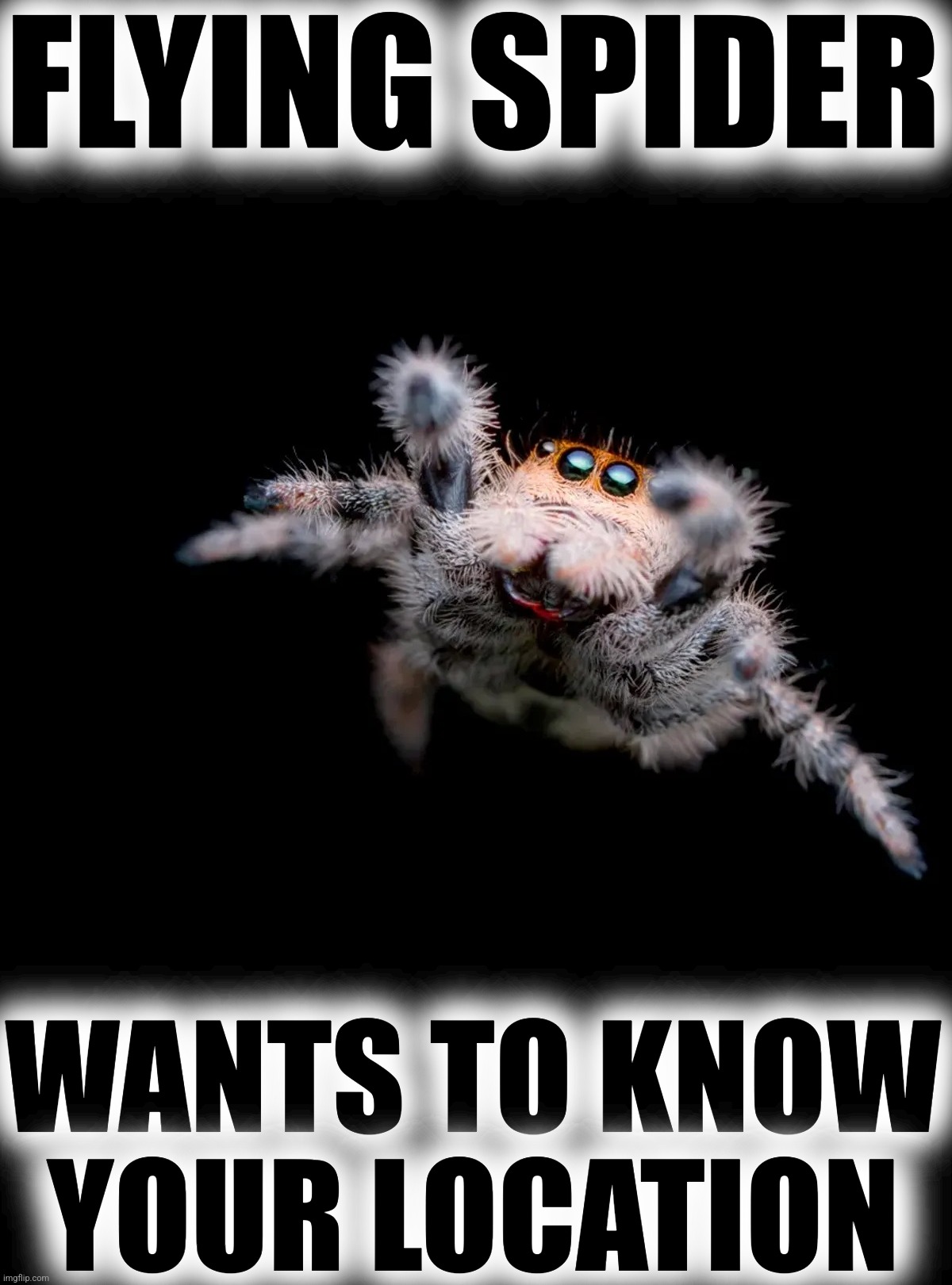 Flying Spider | FLYING SPIDER WANTS TO KNOW YOUR LOCATION | image tagged in flying spider | made w/ Imgflip meme maker