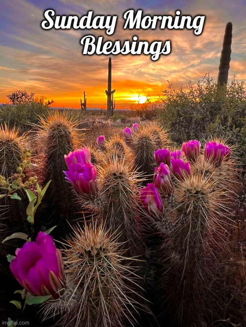Desert Spring Sunday | Sunday Morning 
Blessings | image tagged in sunday morning,blooming cholla,sunrise or sunset | made w/ Imgflip meme maker