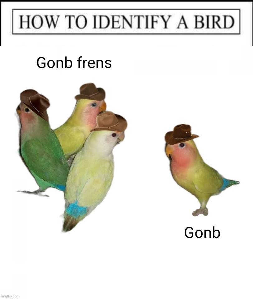 How to identify a bird | Gonb frens; Gonb | image tagged in aaa | made w/ Imgflip meme maker