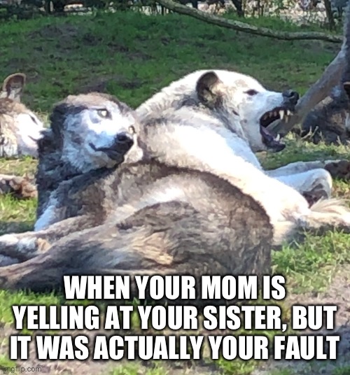 Wolves | WHEN YOUR MOM IS YELLING AT YOUR SISTER, BUT IT WAS ACTUALLY YOUR FAULT | image tagged in woof | made w/ Imgflip meme maker