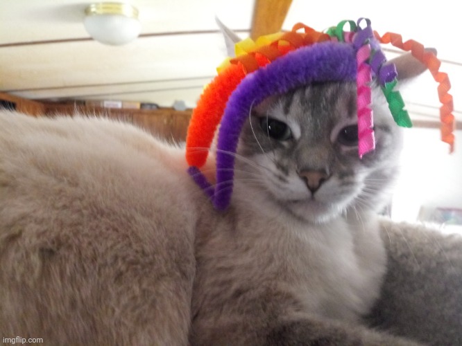 Cat with wig.mp3 | made w/ Imgflip meme maker