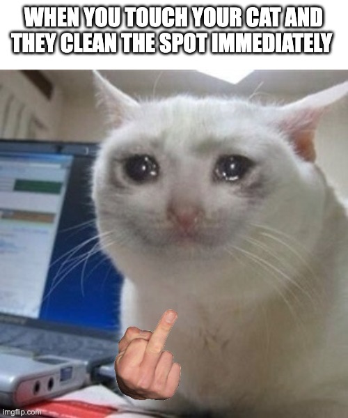 Crying cat | WHEN YOU TOUCH YOUR CAT AND THEY CLEAN THE SPOT IMMEDIATELY | image tagged in crying cat | made w/ Imgflip meme maker