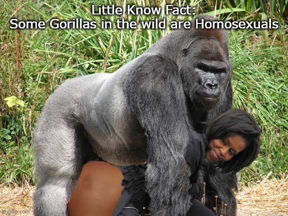 Little Know Fact:
Some Gorillas in the wild are Homosexuals | made w/ Imgflip meme maker