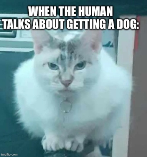 image tagged in human,talk,cat,dog | made w/ Imgflip meme maker
