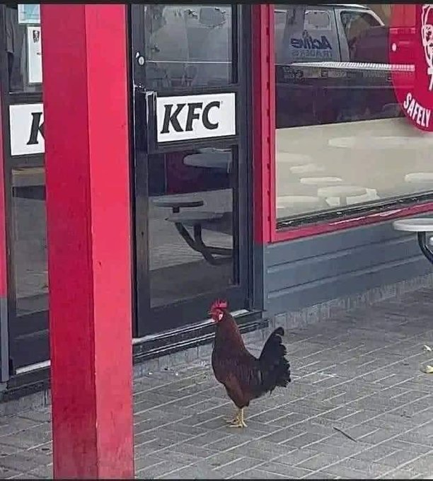 K.F.C. Hen Blank Meme Template