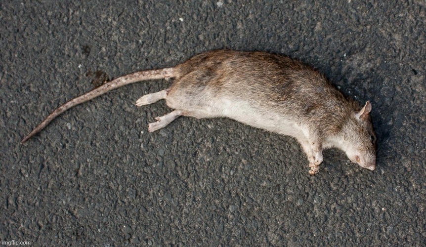 dead rat | image tagged in dead rat | made w/ Imgflip meme maker